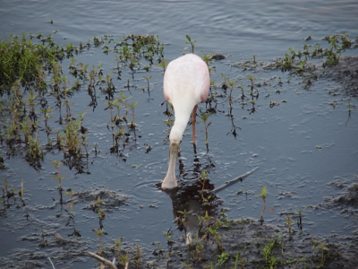 [Bird stands in the water with its head forward and the edge of its bill in the water.]